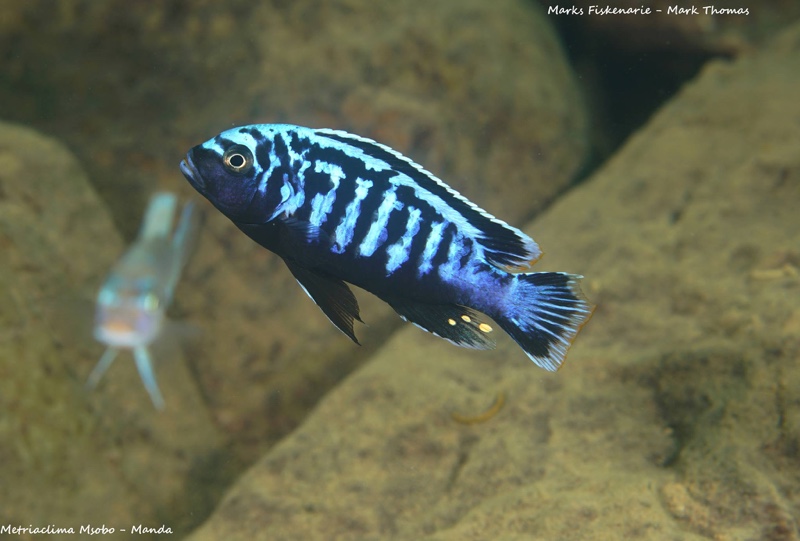 Maylandia sp. 'msobo' Manda